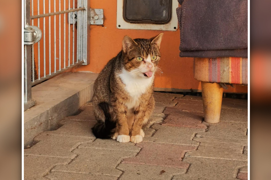 Diese niedliche Katze namens Fräulein Einstein wartet im Tierheim Stendal auf neue Besitzer.