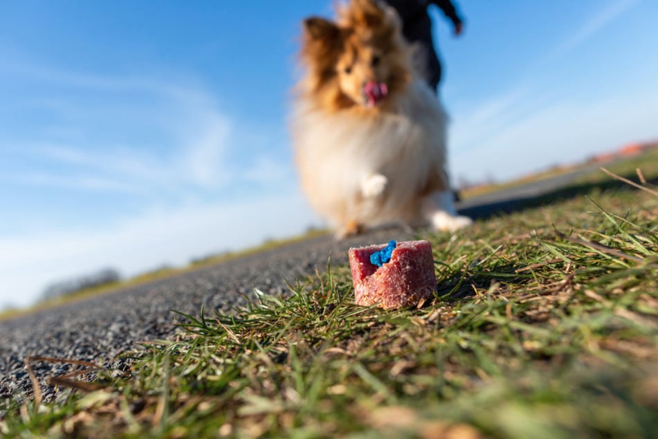Mehrere Hunde hatten ausgelegte Leckerli gefressen. Diese waren jedoch mit Rattengift präpariert. (Symbolfoto)