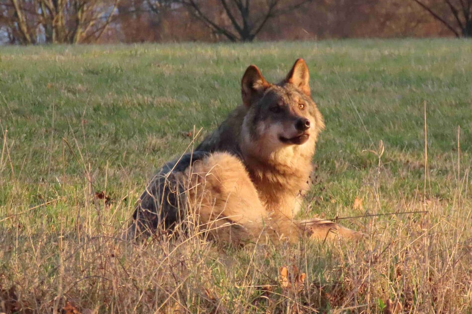 Der will doch nur spielen! Dieser "Welpe" hat nun ein Halsband.