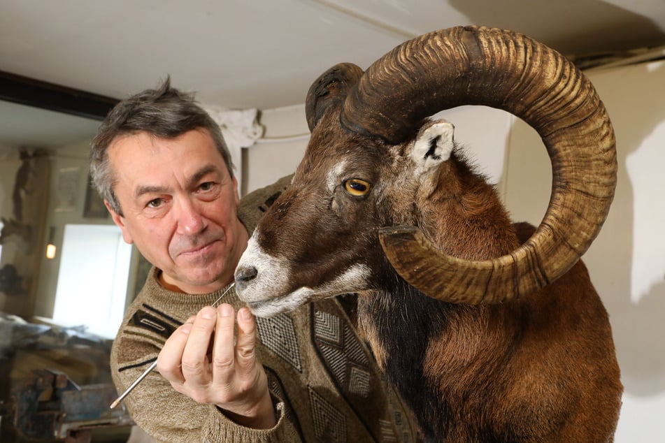 Tierpräparator Ronald Schnabel (57) arbeitet an den letzten Feinheiten für ein Mufflon.