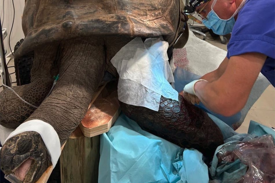 Die Schildkröte wurde in Narkose gelegt und mehrere Stunden lang operiert.