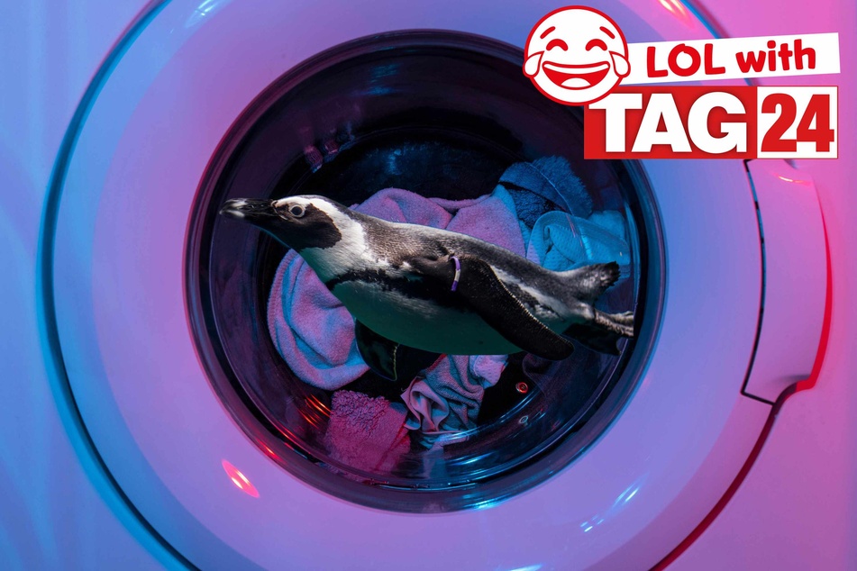Today's Joke of the Day features a squeaky clean penguin!