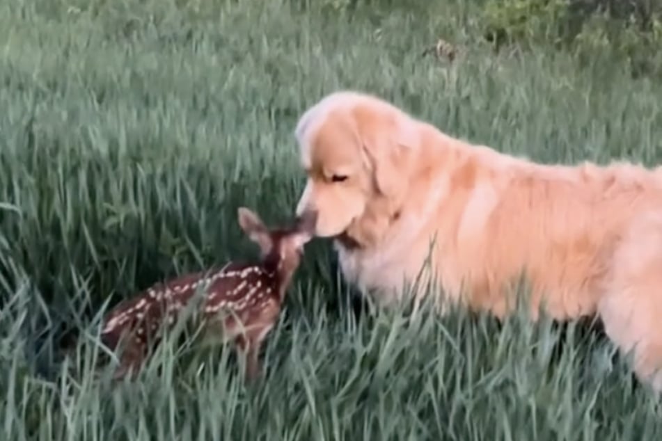 Golden Retriever Rut hat ein Rehkitz zu seinem neuen Kumpel erkoren.