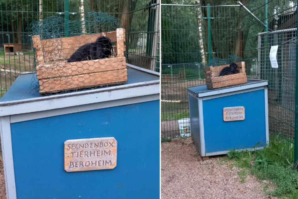 Das Kaninchen wurde einfach auf der Tierheim-Spendenbox abgestellt und zurückgelassen.
