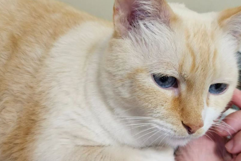 Woman reunites with cat abandoned by ex after years-long separation