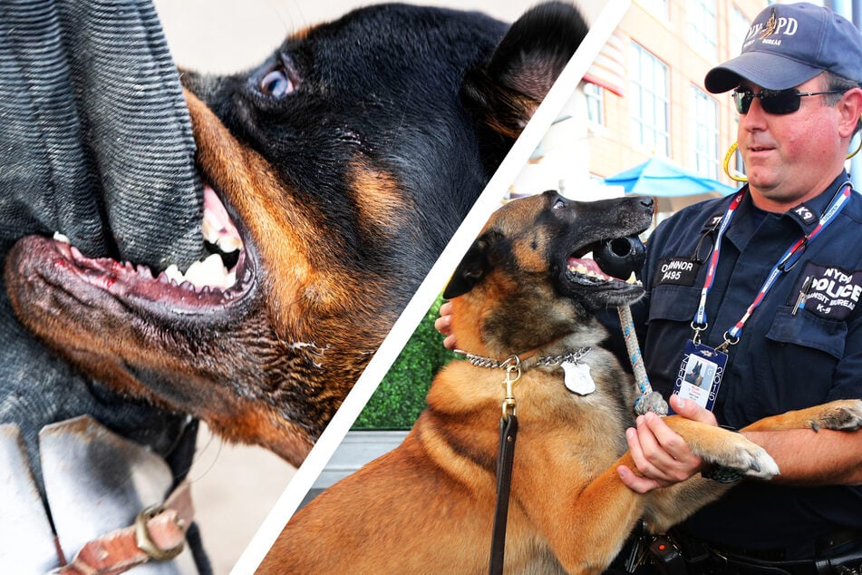 Kurioser Gesetzesentwurf: Polizeihunde sollen nicht mehr beißen dürfen