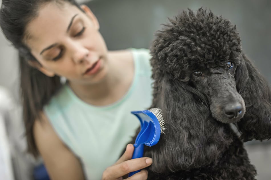 Hunde mit Locken müssen sehr gut gepflegt werden, damit das Fell nicht verfilzt.