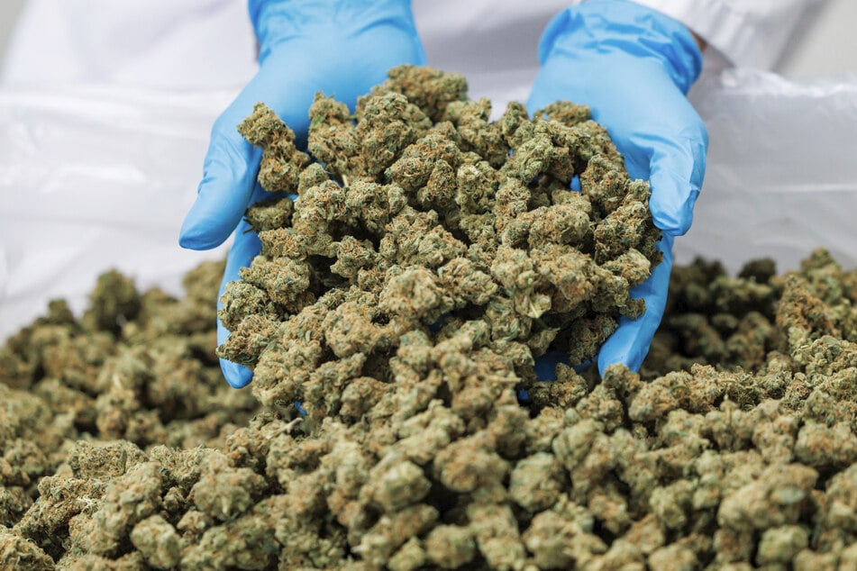 Insgesamt wurden 110 Kilogramm Cannabis bei den Mönchen gefunden - jeder hatte fünf Kilogramm dabei. (Symbolfoto)