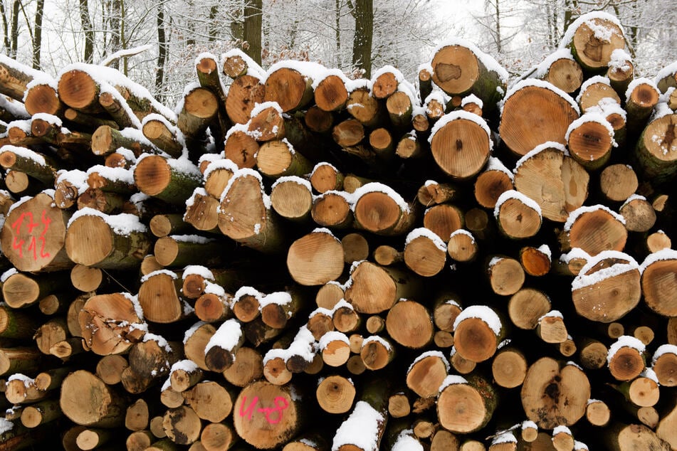 Möbelindustrie reißt sich um edles Holz aus Thüringen