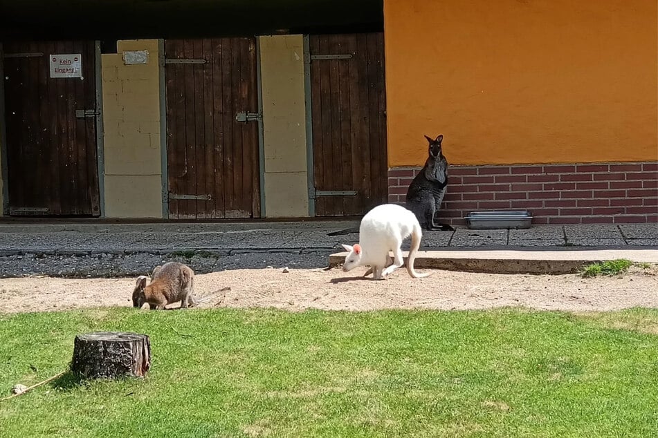 Im Känguru-Gehege des Tierparks fällt der Weg zurück zur Normalität nach einem grausamen Vorfall nicht leicht.