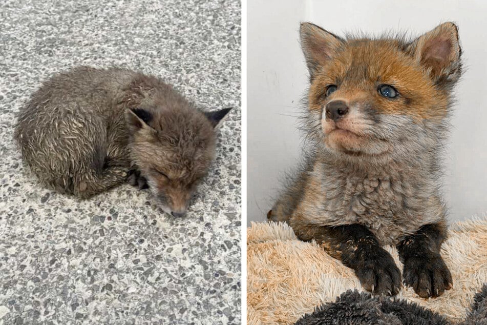 Der kleine Fuchs wurde direkt von der Fahrbahn gerettet und den Tierpflegern übergeben.