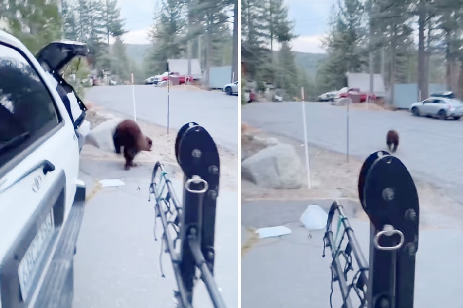 Das wilde Tier wurde freigelassen und suchte sofort das Weite.