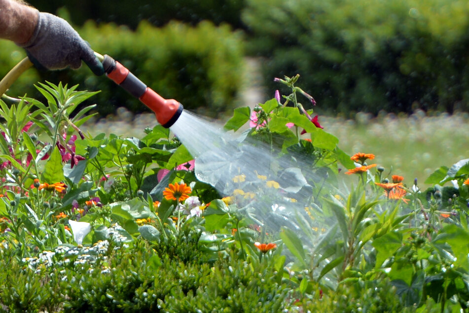 Im Öko-Garten des BUND in Magdeburg können Hobbygärtner am Sonntag über ihre Beete und das richtige Bewässern fachsimpeln. (Symbolbild)