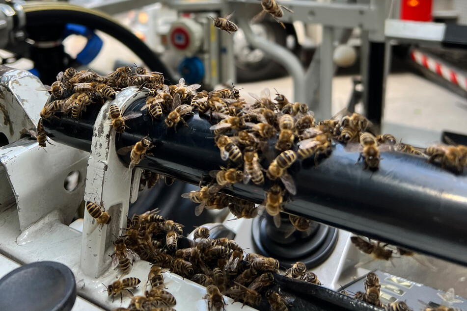 Ziemlich viele Insekten machten es sich in der Offenburger Innenstadt gemütlich.