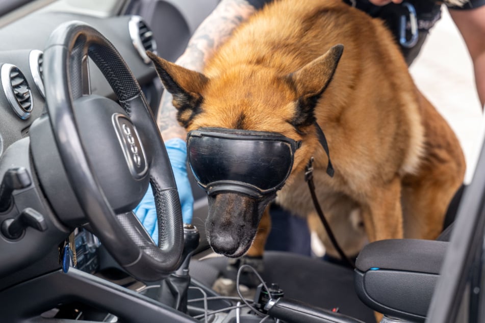 Drogenspürhund Mobi durchschnüffelt ein Auto.