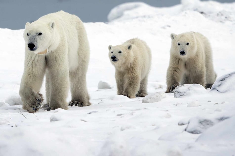 Polar bear mom adopts cub in adorable – and rare! – occurance