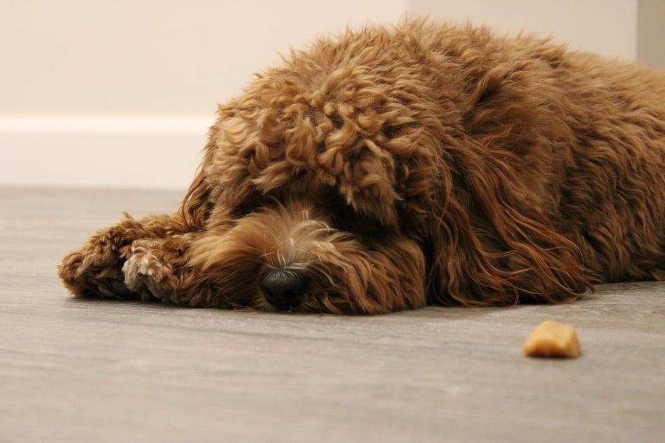 Hunde, die erkältet sind, haben oft keinen Appetit und schlafen übermäßig viel.