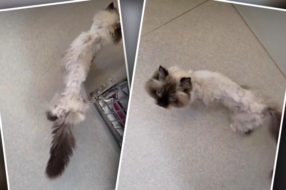 Die Samtpfote bestand nur noch aus Haut und Knochen, als die Troisdorfer Tierretter sie aufnahmen.