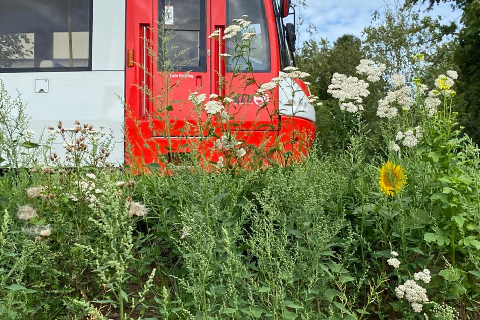 Die KVB hat Arbeiten an der Gleisvegetation in Weiden angekündigt.
