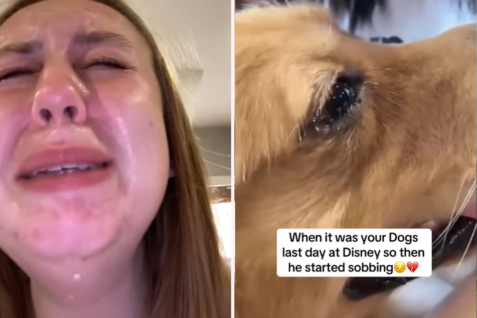 The golden retriever shed tears after the Disney outing - as did his owner, who had to say goodbye to him afterwards.