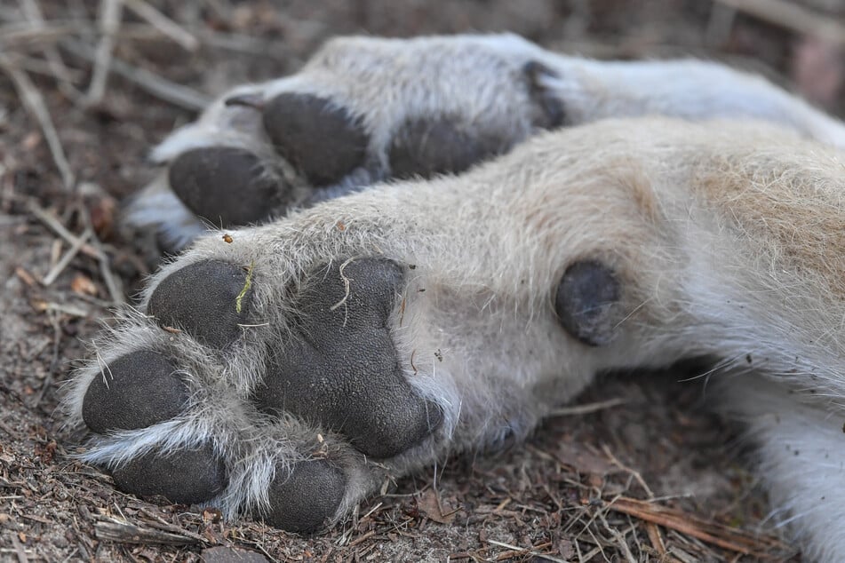 Wölfe: Nicht überfahren: Neue Ergebnisse zu tot an einer Straße entdecktem Wolf!
