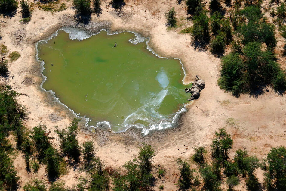 Ein toter Elefant liegt an einer Wasserstelle. Erst vergangenes Jahr blickte die Welt auf das Okavango-Delta, nun kommt die nächste schlechte Neuigkeit aus der Region.