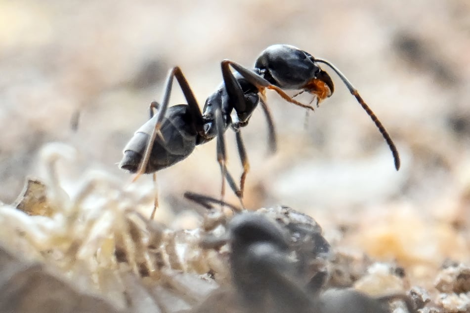 Die Große Drüsenameise (Tapinoma magnum) breitet sich auch in Hessen immer weiter aus.