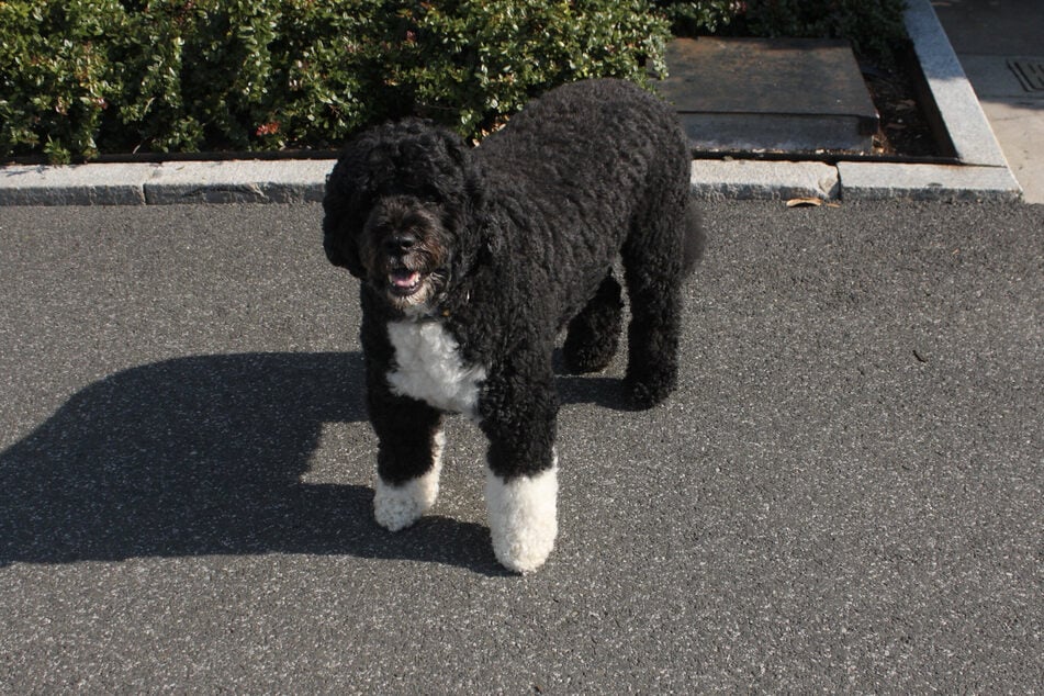The Obamas brought Bo into their lives in 2009.