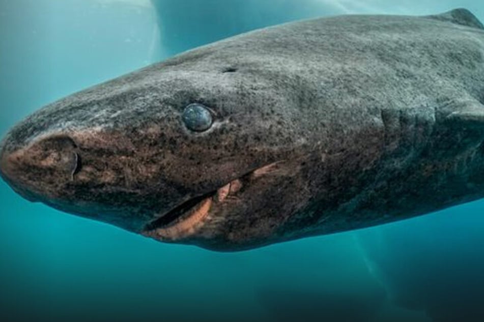 Ein abenteuerlicher Tauchgang zu Haien mit giftigen Stacheln und zu den legendären Riesenhaien zeigt ARTE. Seit Millionen von Jahren beherrschen sie die Meere: die Haie.