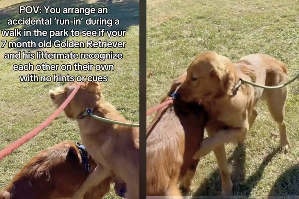 Although they hadn't seen each other for over a month, the brother dogs' connection remained.