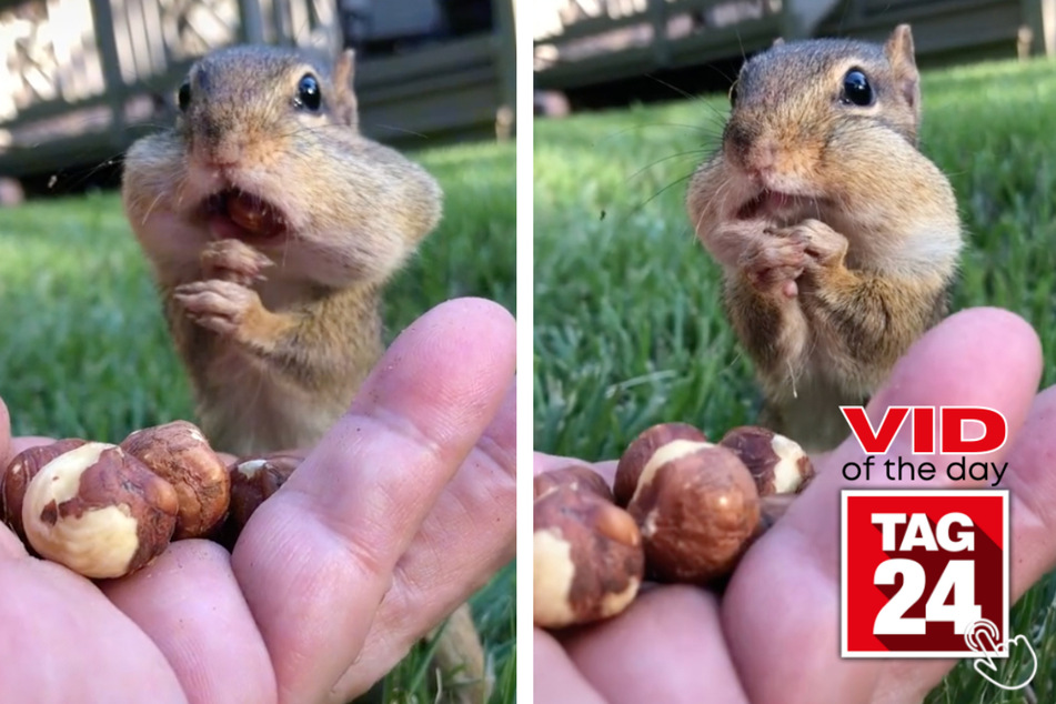 Cheeky Dinky may be the cutest chipmunk on TikTok.