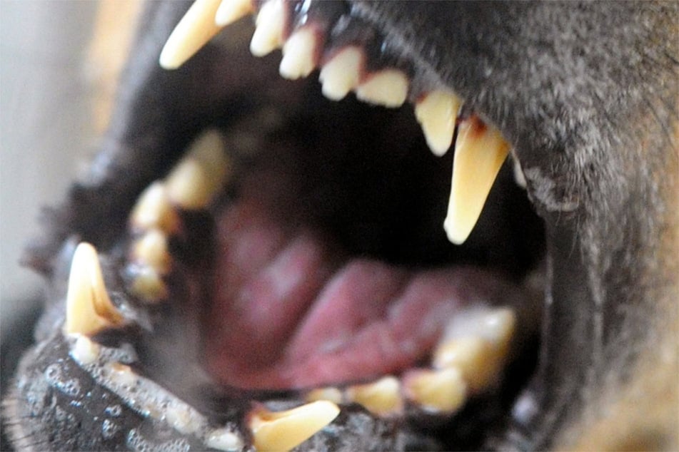 Weil sein Hund bellte: Mann schlägt auf eigenes Tier ein