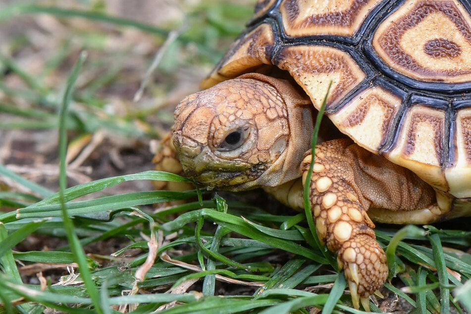 Rätsel um Schildkröten-Funde in Speyer: Wo kommen Tiere plötzlich her?