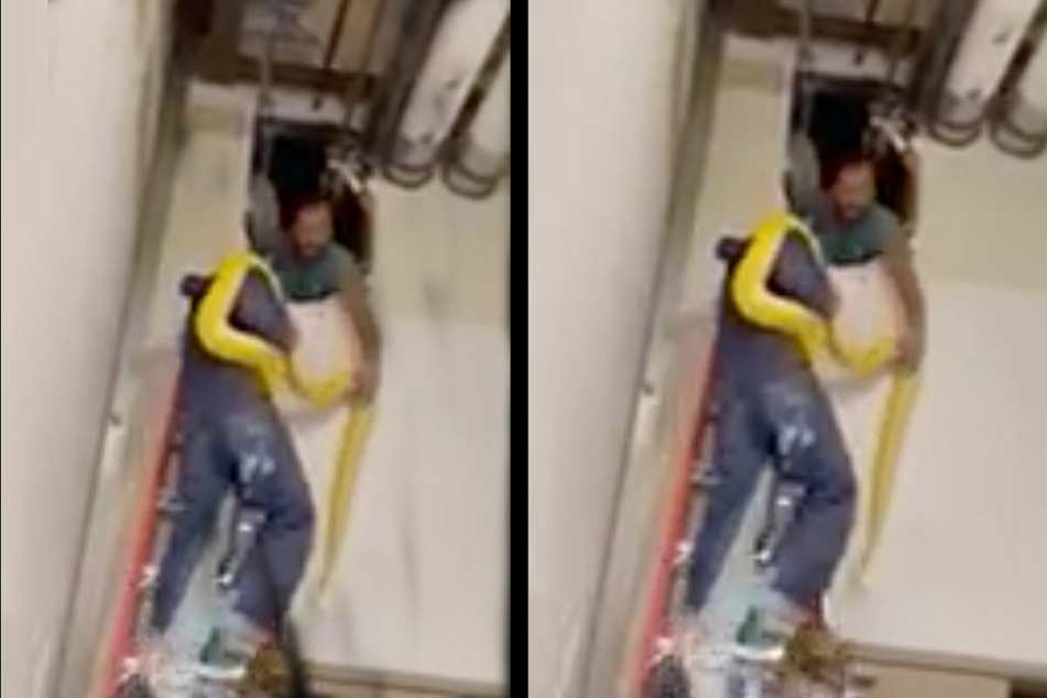 Snake headache: Gigantic python wreaks havoc in Louisiana mall for multiple days