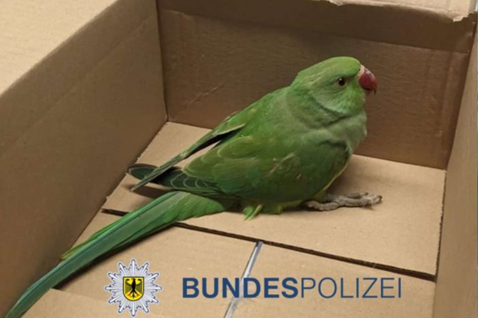 Die Bundespolizei nahm den verletzten Halsbandsittich bei sich auf und alarmierte die Tierrettung.