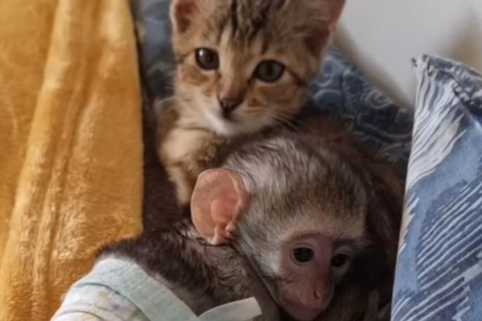 Katzenbaby Marble und das Affenjunge William halten zusammen.