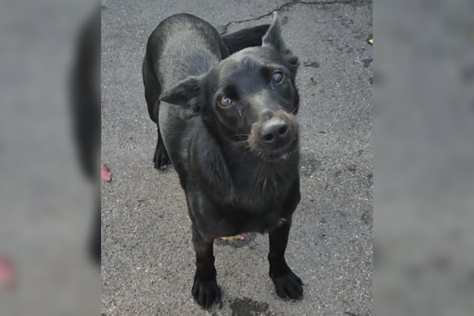 Lilis Alter konnte aufgrund der Umstände ihres Auffindens nur geschätzt werden. Sie ist etwa 2023 oder 2024 geboren.