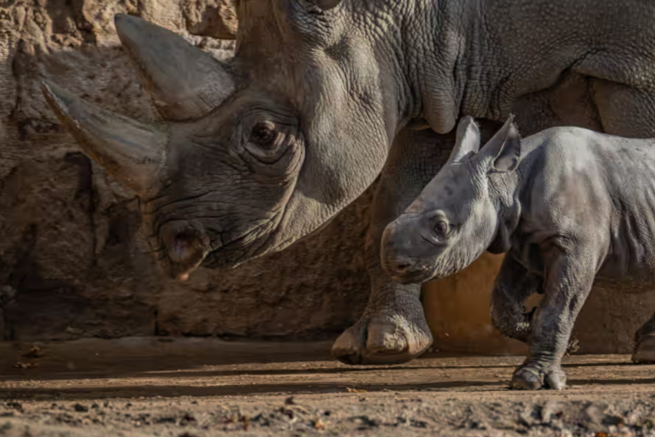 Black rhino conservationists celebrate rare birth of baby at British zoo!