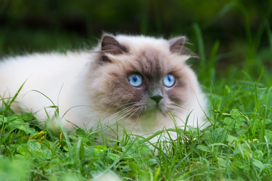 Der Charakter der Langhaarkatze Himalayan ist lebhaft wie eine Siamkatze und sanft wie eine Perserkatze.