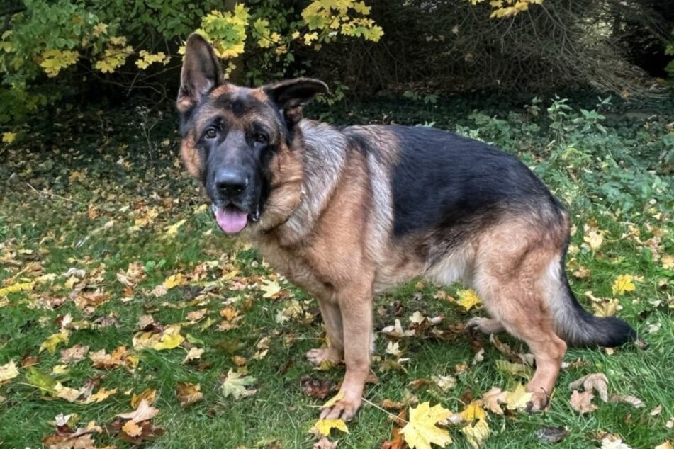 Yacko ist seit August 2025 im Tierheim.