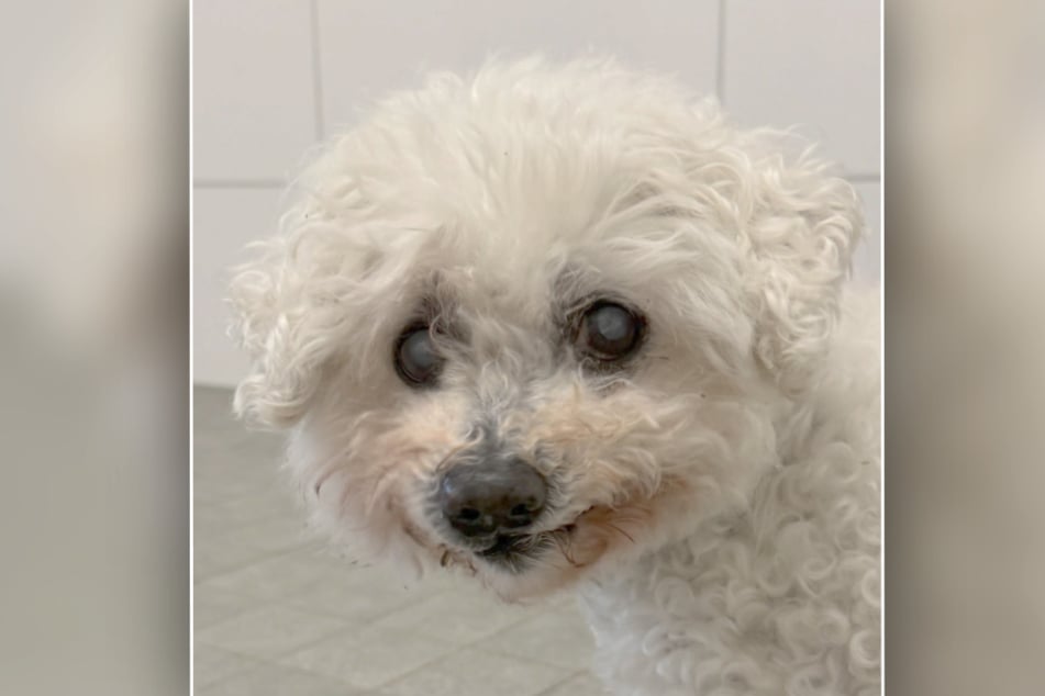 Der 14 Jahre alte Bichon Frisé sucht schon bald nach neuen Zweibeinern.