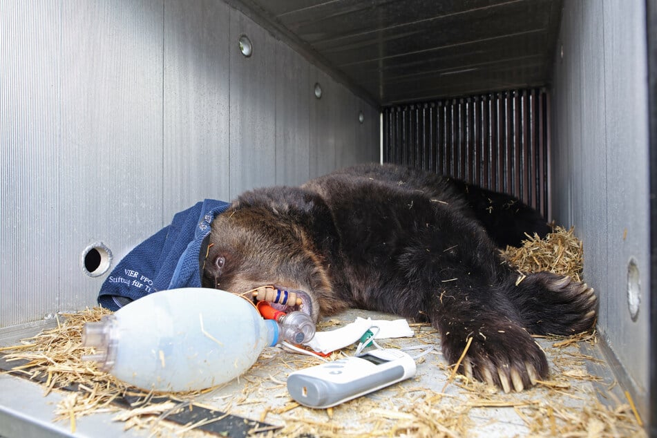 Die Bärin wurde in Gefangenschaft geboren.