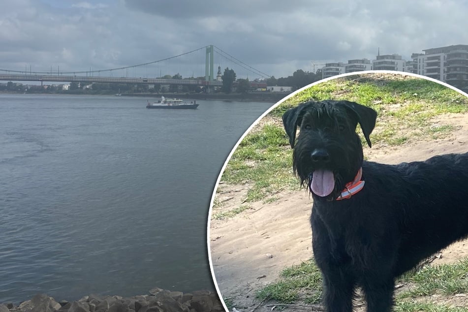 Drame animalier : la chienne Esa saute dans la rivière et est emportée