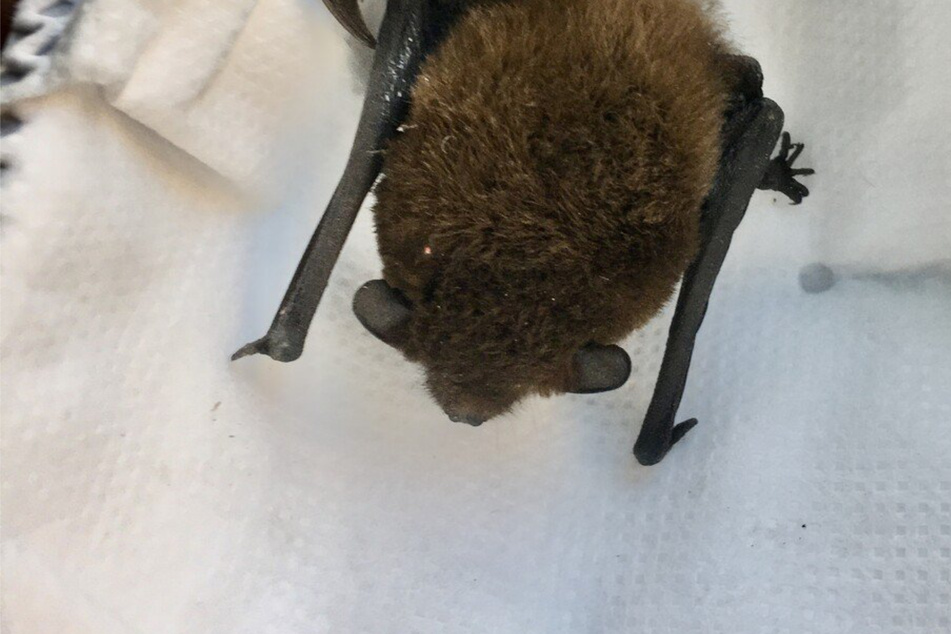 Diese Zwergfledermaus wurde vor dem Kältetod gerettet