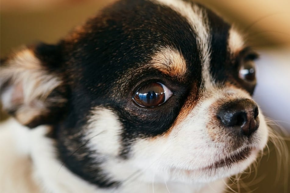 Symptome einer Reizüberflutung zeigen bei Hunden großen inneren Stress an.