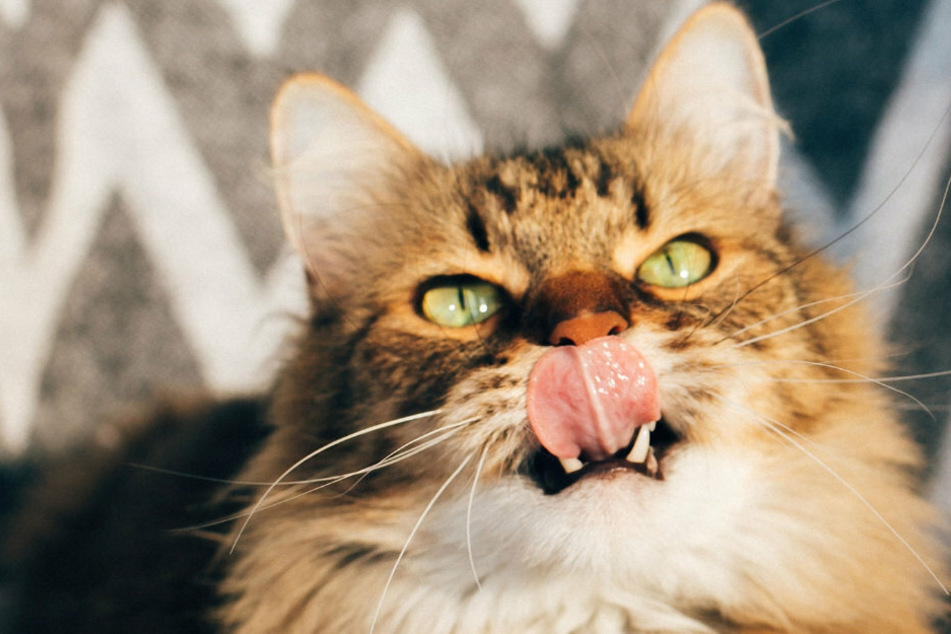 Vorsicht ist geboten: Auch in Deutschland wurden Datenbanken Opfer der Miau-Attacke.