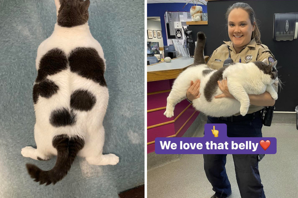 A 40-pound cat named Patches broke the internet, but his size also got him something better than fame!