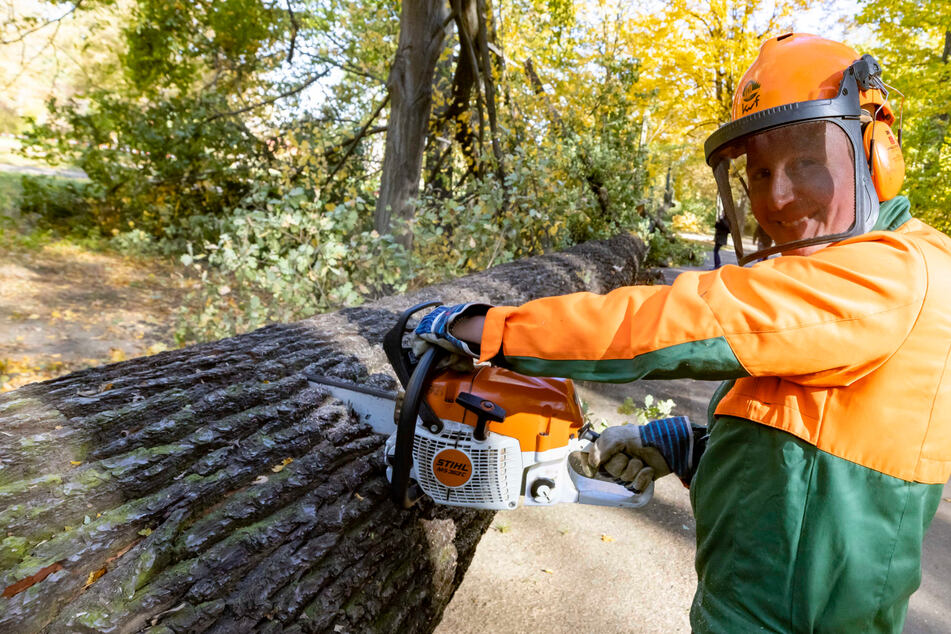 Dresden: "Das war extrem!" Jede Menge Kleinholz in und um Dresden