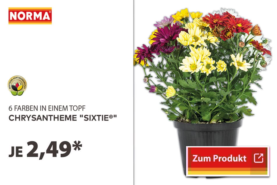 Chrysantheme "Sixtie®" für 2,49 Euro