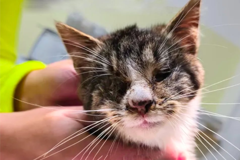 Así fue encontrado el gato Piccolo. Ya se han cerrado sus cuencas oculares.